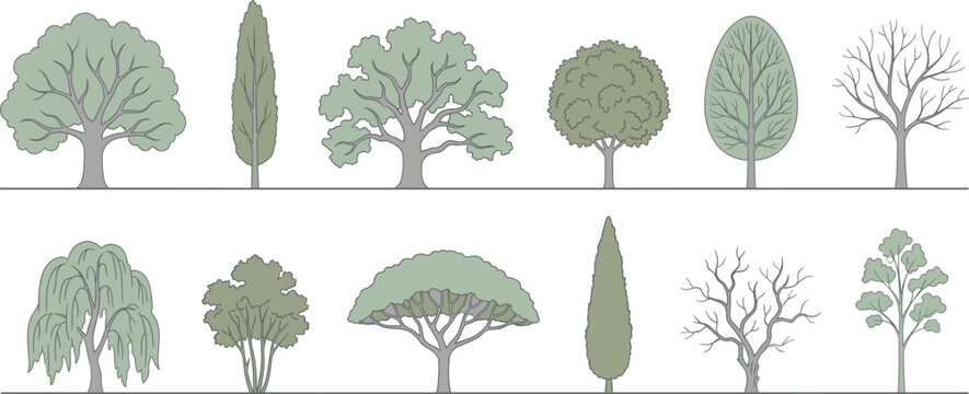Vector trees in elevation view for use in architectural drawings isolated on transparent background