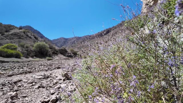 Dry canyon landscape with purple flowering bush, Turkmenistan nature landscape