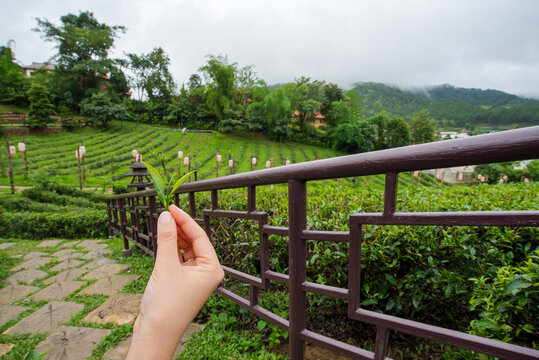 Most gardeners are collecting tea leaves.

The tea picker is harvesting tea leaves in the morning.