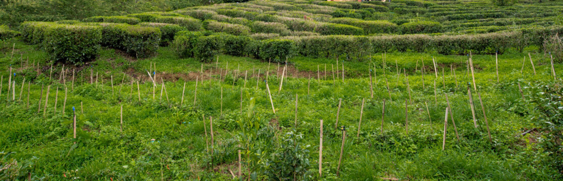 Most gardeners are collecting tea leaves.

The tea picker is harvesting tea leaves in the morning.