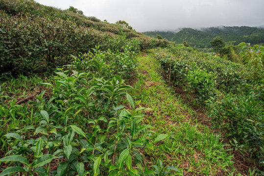 Most gardeners are collecting tea leaves.

The tea picker is harvesting tea leaves in the morning.