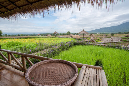Natural homestay ,Best Organic Farm Stays in Thailand