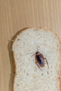 Close up of cockroach on a Whole wheat bread