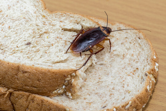 Close up of cockroach on a Whole wheat bread