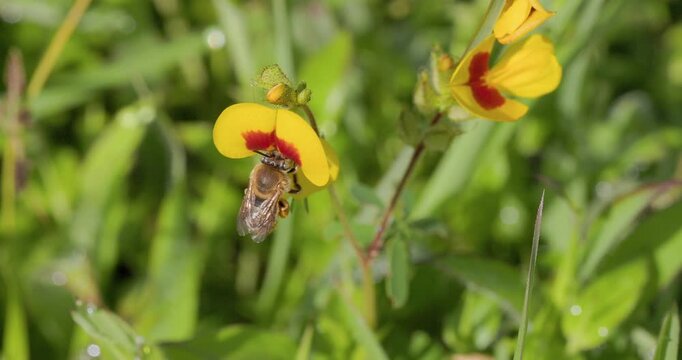 Long-horned bee packs yellow pollen baskets on red-streaked Smithia bloom, then takes flight in slow motion