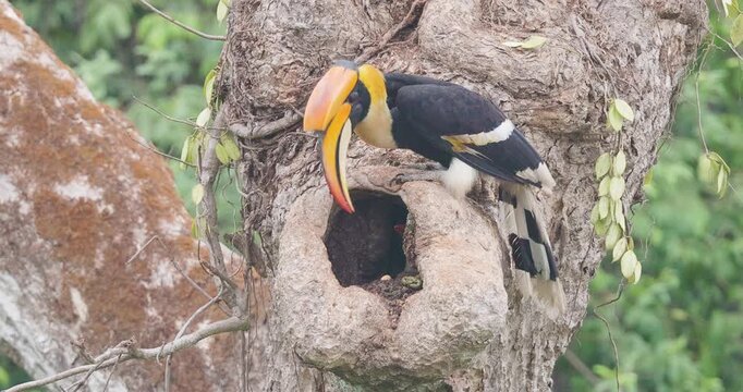 Rare: Great Hornbill chick begs as male leaves nest cavity and female arrives to regurgitate figs to open beaked baby