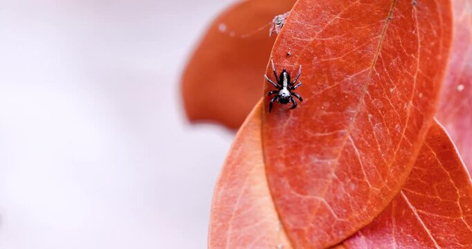 Black jumping spider with bold white markings creeps across vibrant crimson leaf; slow motion macro.
