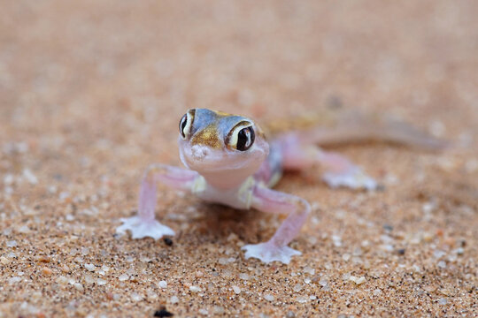 Namib gecko in the sand dunes of Namiba
