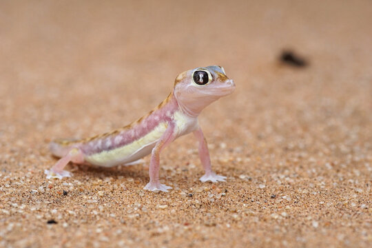 Namib gecko in the sand dunes of Namiba