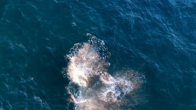 A highangle aerial shot captures a large whale breaching and splashing into the Pacific Ocean near Manzanillo, Colima. Ideal for nature documentaries and marine conservation content.