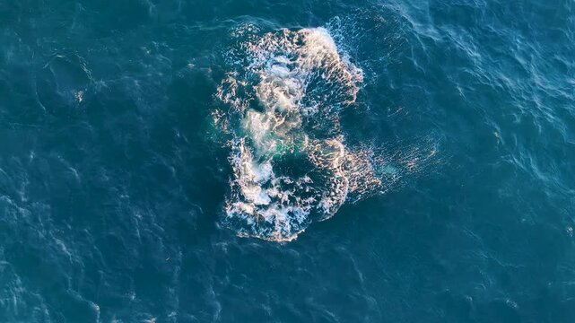 Stunning aerial shot of a humpback whale breaching and splashing in the deep blue ocean of Manzanillo, Colima. Ideal for wildlife documentaries and ecotourism content.