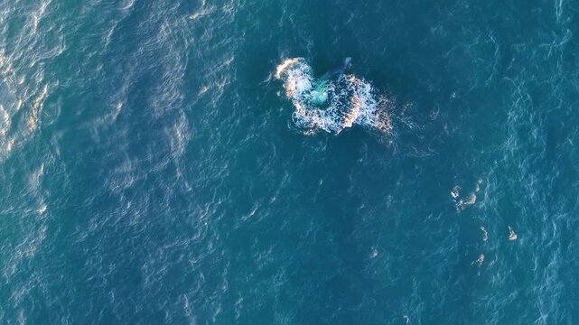 A stunning aerial topdown shot of a humpback whale breaching the surface of the deep blue ocean in Manzanillo, Colima. Perfect for nature documentaries and ecotourism content.