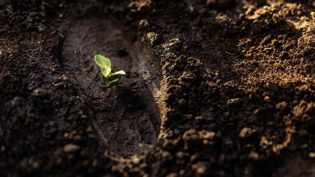 Young green plant sprout growing in human shoe footprint on fertile soil for ecological carbon footprint reduction, environmental net zero and corporate green climate concept.