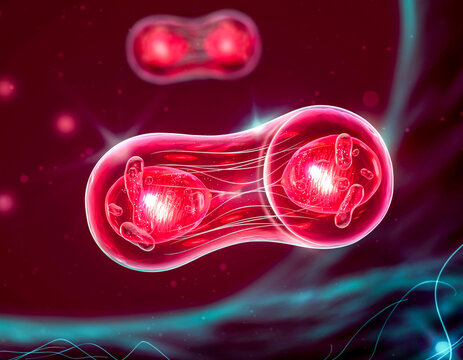 Cellular Mitosis with Glowing Crimson Red Resin Cells in Studio Shot