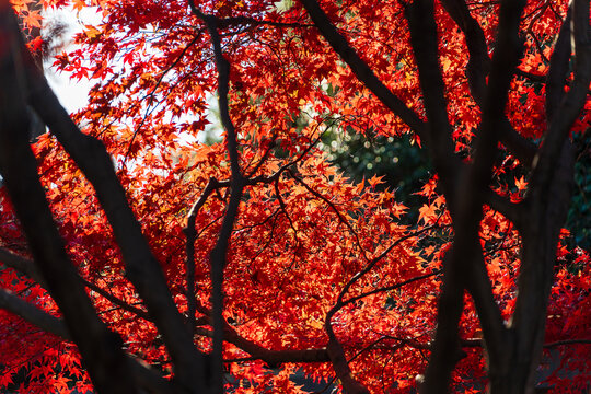 Japanese maple branches with bright vibrant red autumn leaves illuminated by warm sunny backlight.
