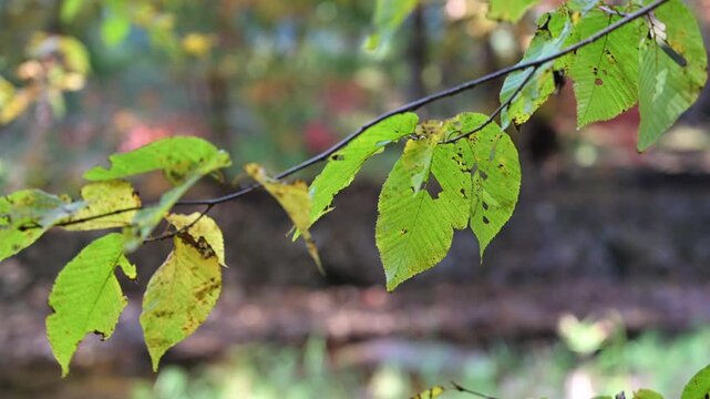 흐릿한 숲 배경을 바탕으로 바람에 부드럽게 흔들리는 초록 나뭇잎.(Green tree leaves blowing gently in the wind against blurry forest background.)