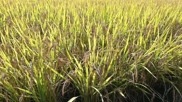 가을 햇살 속에서 고개 숙인 벼 이삭이 부드럽게 흔들리는 황금빛 논 들판(Golden rice field with ripe ears of paddy swaying gently in the autumn sunlight.)