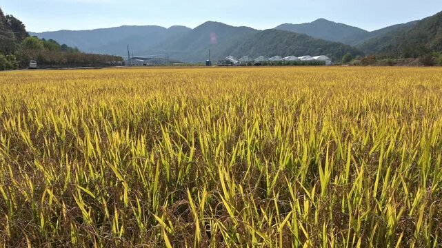 가을 햇살 속에서 고개 숙인 벼 이삭이 부드럽게 흔들리는 황금빛 논 들판(Golden rice field with ripe ears of paddy swaying gently in the autumn sunlight.)