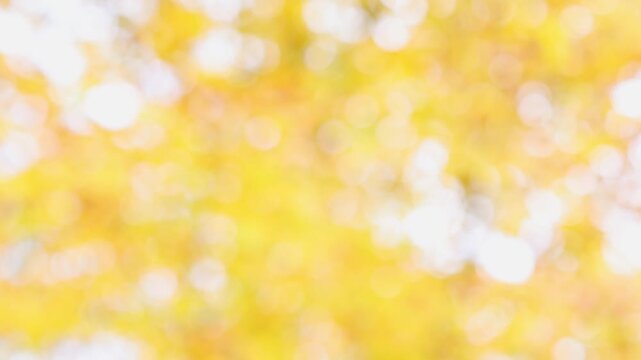 Autumn bokeh lights from tree leaves in park, warm golden fall foliage, blurred seasonal nature background in sunlight with tranquil atmosphere.