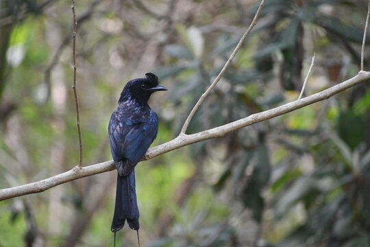 black drongo or king crow  bird in the tree