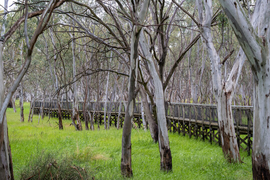 An elevated wooden boardwalk with wire mesh railings winding through wood sat Nhill Swamp Wildlife Reserve in Nhill, Victoria, Australia, surrounded by lush green undergrowth and grassy wetlands.