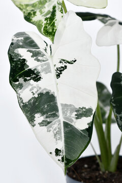Close up of leaf of variegated 'Alocasia Frydek Varigata' houseplant on white background