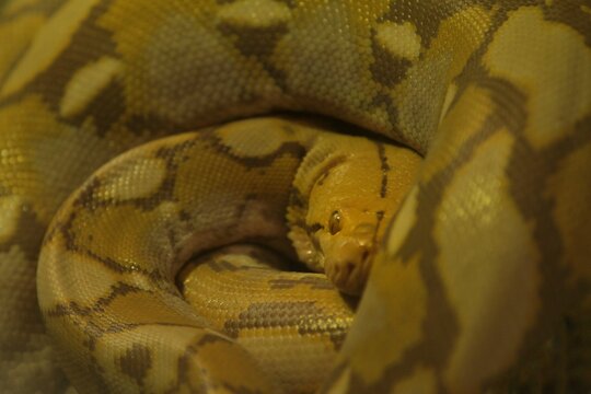 A view of half the face of a yellow python coiled up at a zoo during the morning
