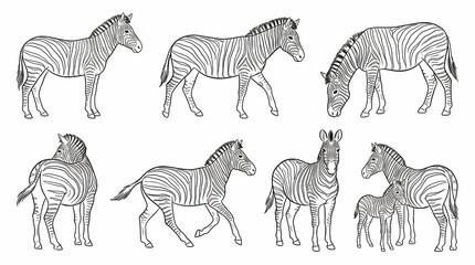Zebras Line Art Illustration Set Isolated on White Background for Coloring Book © Muhammad