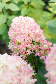 Pink Graffiti Hydrangea Paniculata Flower in Garden