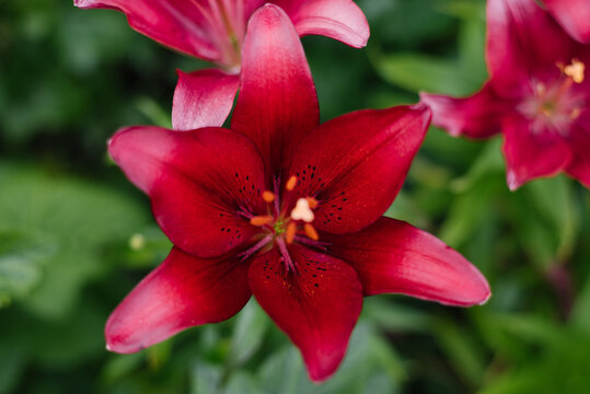Lily Red Flower Closeup in Summer Garden