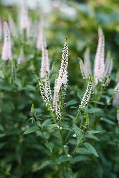Veronica First Choice Blooming in Summer Garden