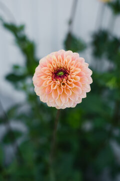 Peach Yellow Jill Dahlia Bloom Close View