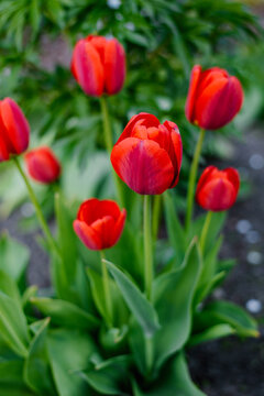 Red Tulips in Bloom against Blurred Green Foliage