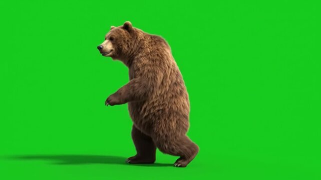 Dancing bear character performing steps on a green screen