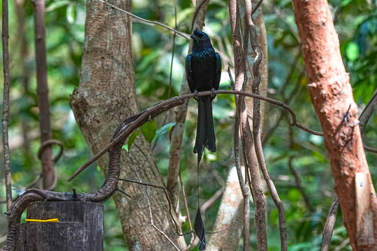 The racket-tailed drongo lives in the wild in Thailand.
