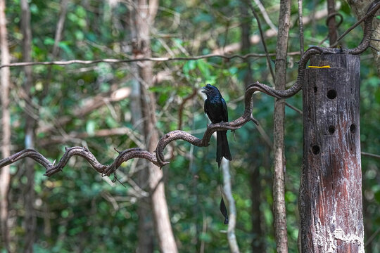The racket-tailed drongo lives in the wild in Thailand.