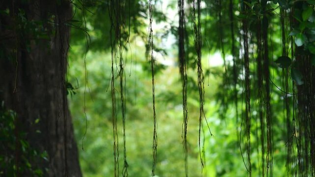 Hanging Aerial Roots Dangling from Banyan Tree in Lush Green Jungle