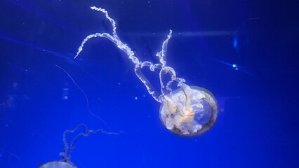 A jellyfish in an aquarium (mobile photography) © PumpedVisuals