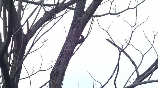 Coppersmith barbet bird perched at nest hole on dead tree trunk among tangled bare branches