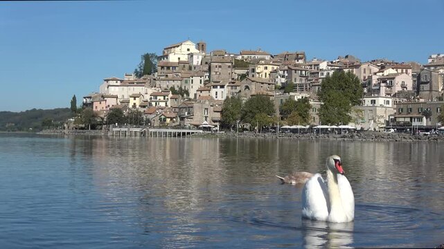 White swan swimming with cygnets near an italian lakeside town
