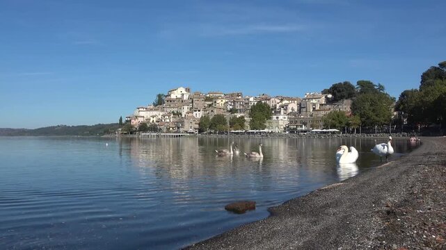 White swan swimming with cygnets near an italian lakeside town
