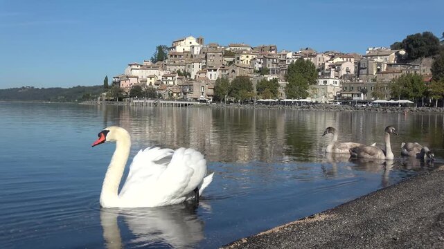 White swan swimming with cygnets near an italian lakeside town