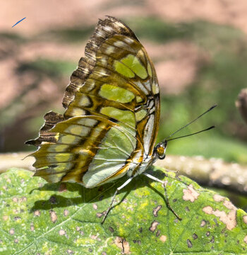 Malachite butterfly on a plant. Insect in natural environment close-up. Siproeta stelenes