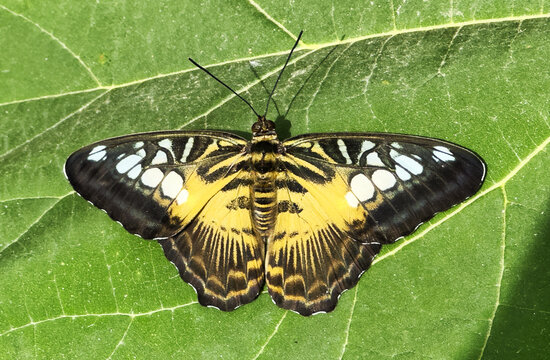 Parthenos sylvia, the Clipper or Brown Clipper, is a species of nymphalid butterfly found in south and southeast Asia