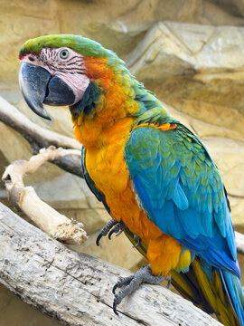 Harlequin macaw (hybrid macaw) bird Pets are people's friends macaw parrot free flying bird .