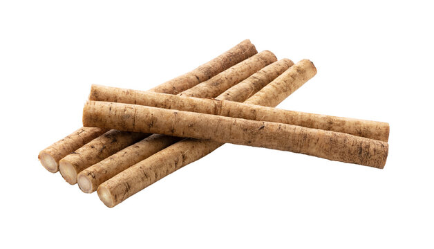 Fresh raw burdock roots gobou isolated on transparent background