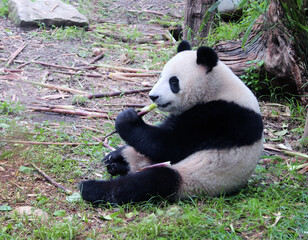 Cute Giant Panda enjoying their bamboo, China. Adorable panda is eating fresh bamboo in a natural habitat. Perfect for wildlife and nature concepts © frenta
