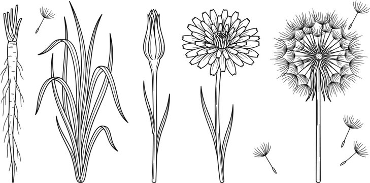 Botanical dandelion flower life cycle hand drawn engraving sketch elements containing taproot long grass bud blossom seed head blowing tufts