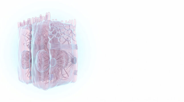 Epithelial Cell Junctions &mdash; Microscopic 3D Tissue Structure