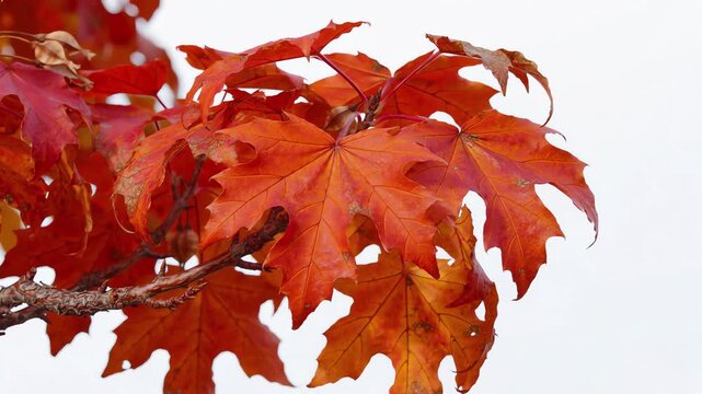 Slow motion zoom on a bright orange fall branch with crisp autumn leaves on a white background